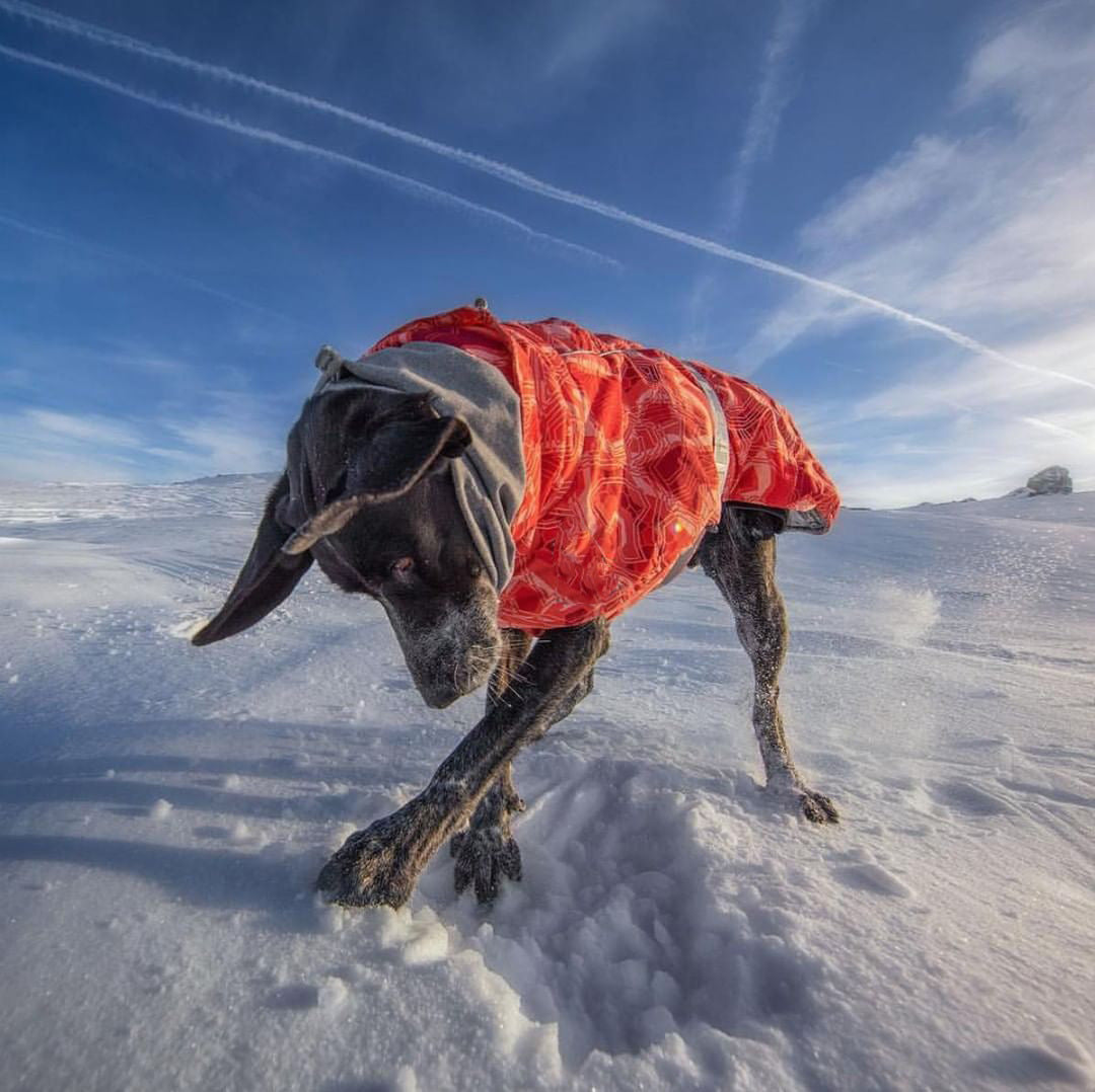 Autumn And Winter Quilted Snow Warm Dog Ski Suit